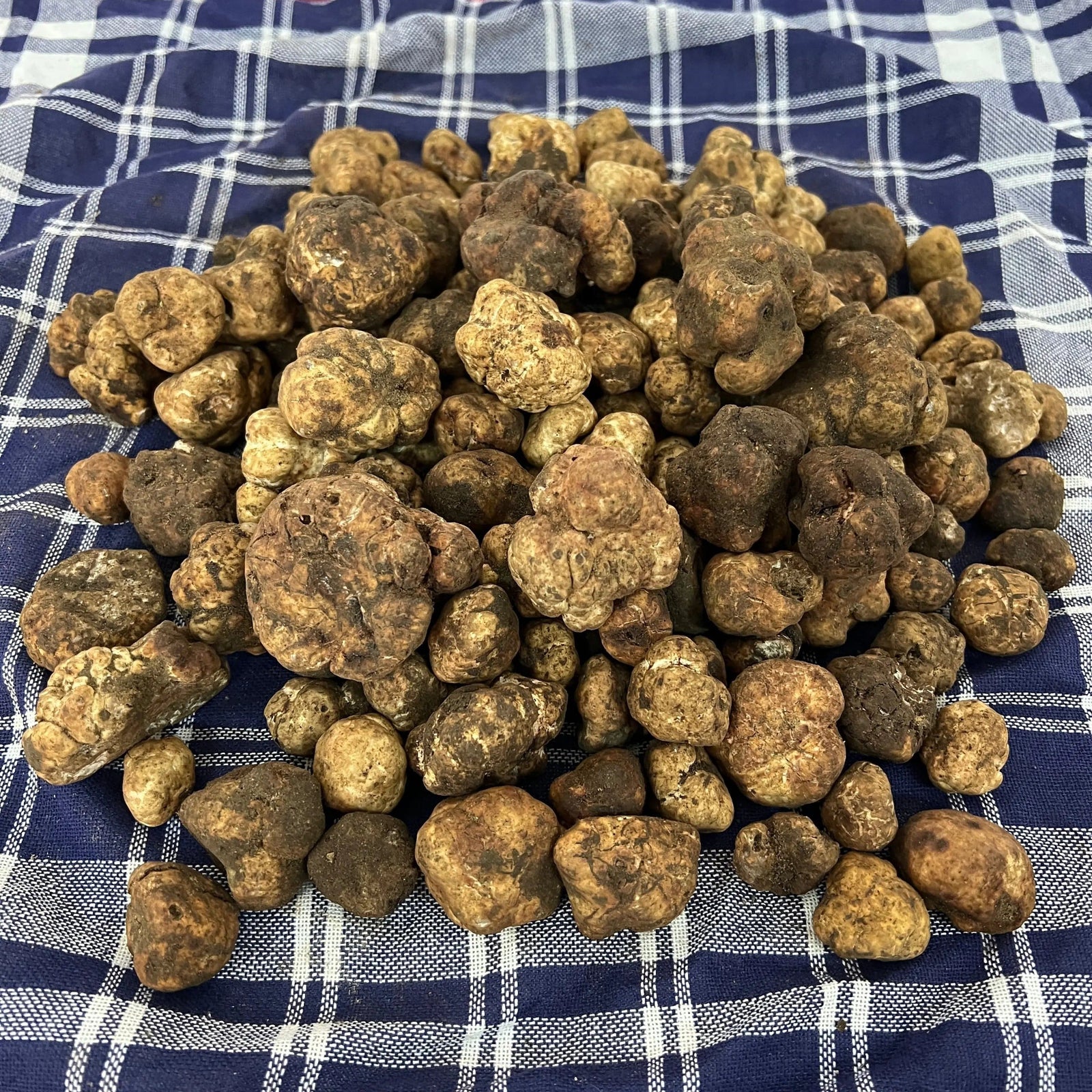 TARTUFO BIANCHETTO FRESCO (Tuber borchii Vitt.) - prima scelta TifataTartufi