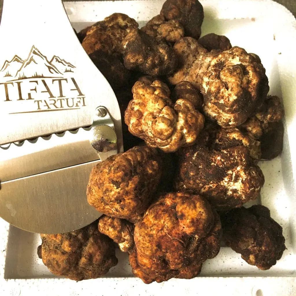 TARTUFO BIANCHETTO FRESCO (Tuber borchii Vitt.) - prima scelta TifataTartufi