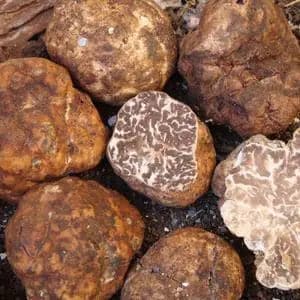 TARTUFO BIANCHETTO FRESCO (Tuber borchii Vitt.) - prima scelta TifataTartufi