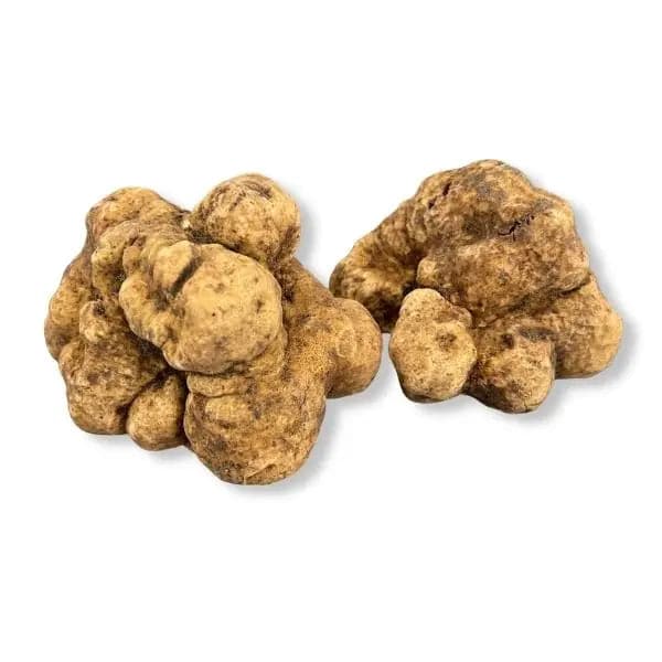 TARTUFO BIANCO PREGIATO (Tuber Magnatum Pico) TifataTartufi