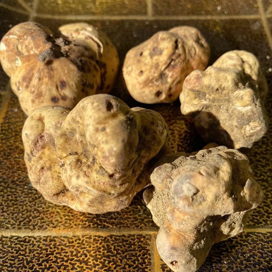 TARTUFO BIANCO PREGIATO (Tuber Magnatum Pico) TifataTartufi