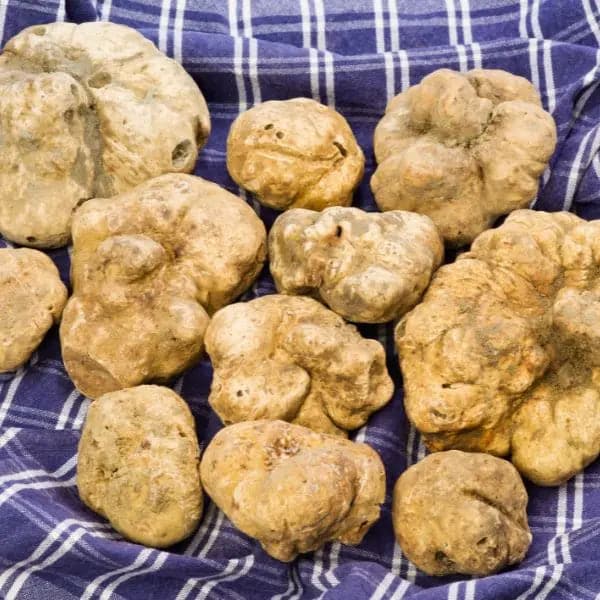 TARTUFO BIANCO PREGIATO (Tuber Magnatum Pico) TifataTartufi