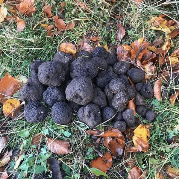 TARTUFO NERO DI BAGNOLI FRESCO ( Tuber mesentericum ) - Prima scelta TifataTartufi