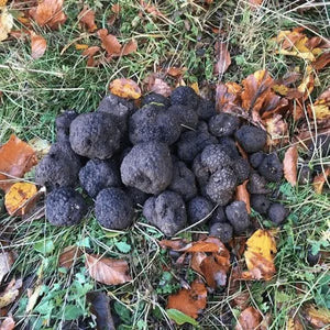 FRESH BLACK TRUFFLE OF BAGNOLI ( Tuber mesentericum ) - First choice - Tifata Tartufi