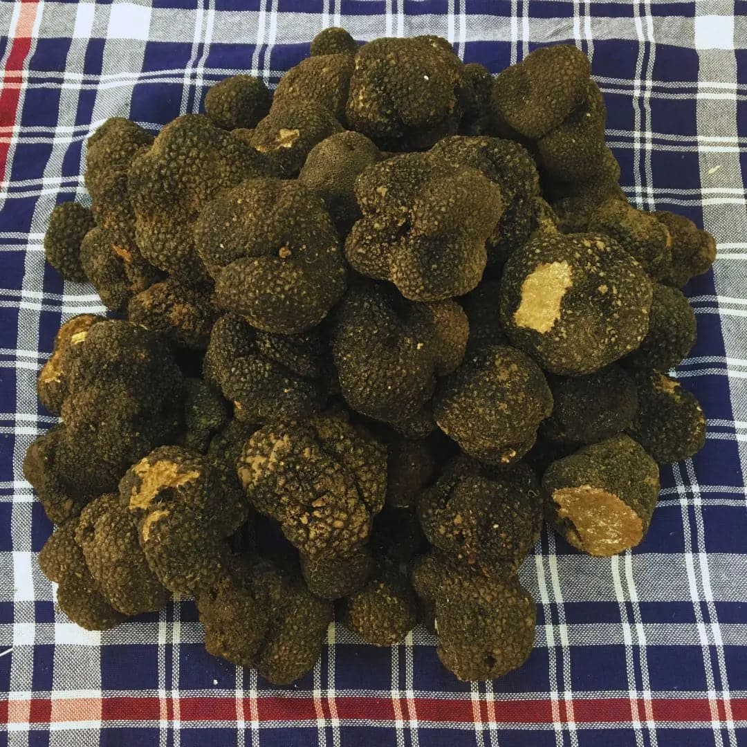 TARTUFO NERO ESTIVO FRESCO ( Tuber Aestivum Vittadini ) - Prima scelta TifataTartufi