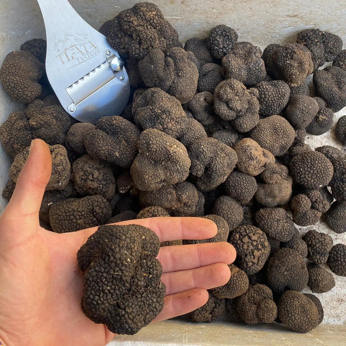 TARTUFO NERO ESTIVO FRESCO ( Tuber Aestivum Vittadini ) - Prima scelta TifataTartufi