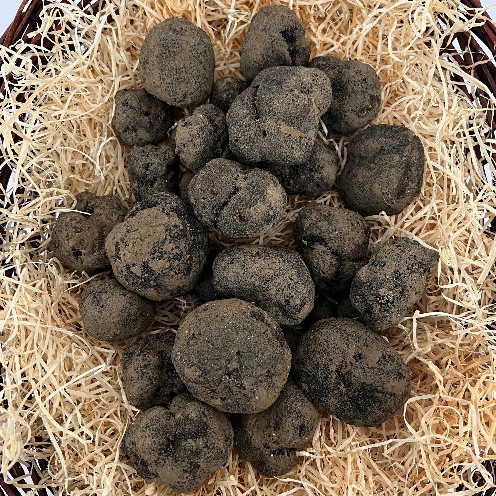 TARTUFO NERO PREGIATO FRESCO  (Tuber melanosporum Vittad.) - prima scelta TifataTartufi