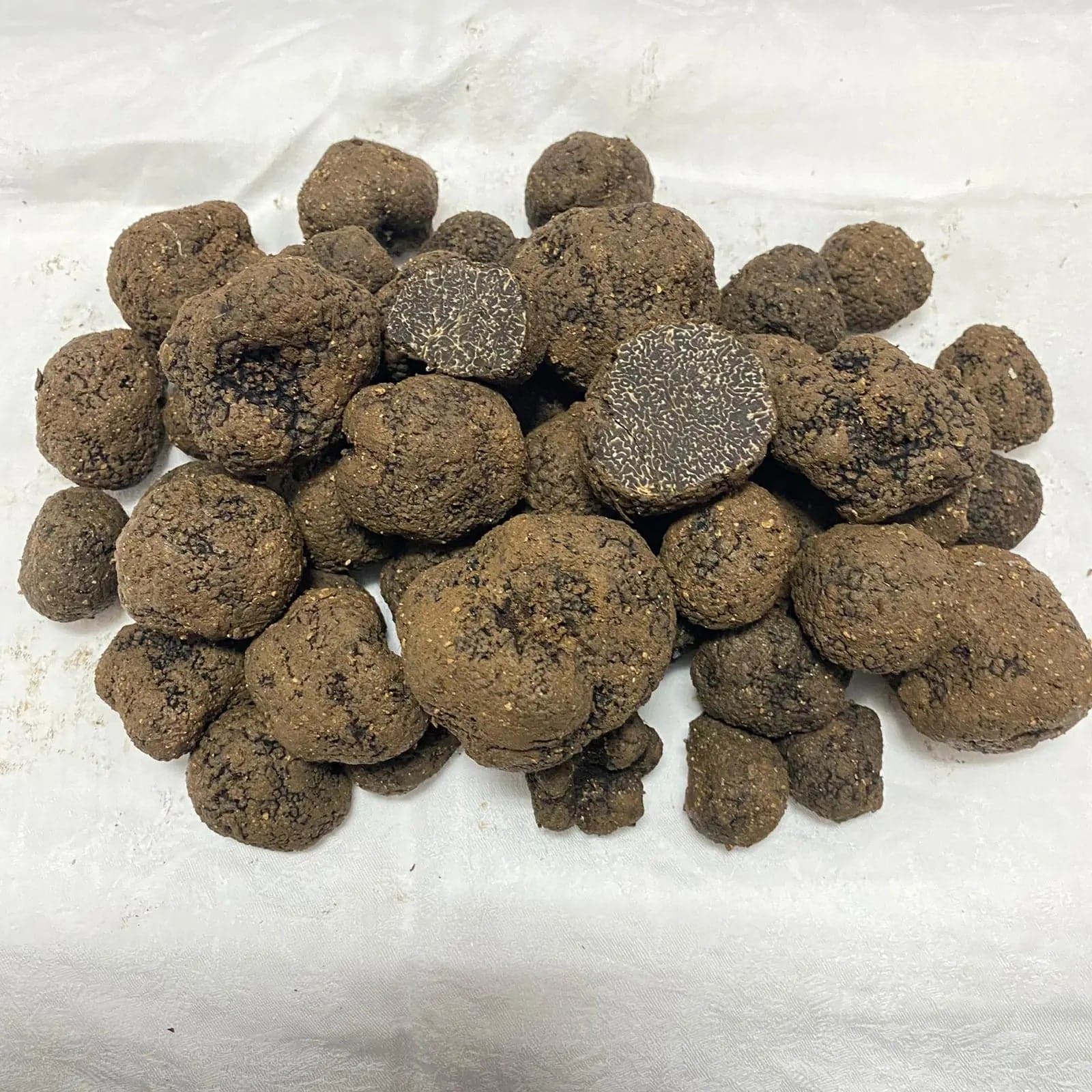 TARTUFO NERO PREGIATO FRESCO Tuber melanosporum Vittad. prima scelta TifataTartufi