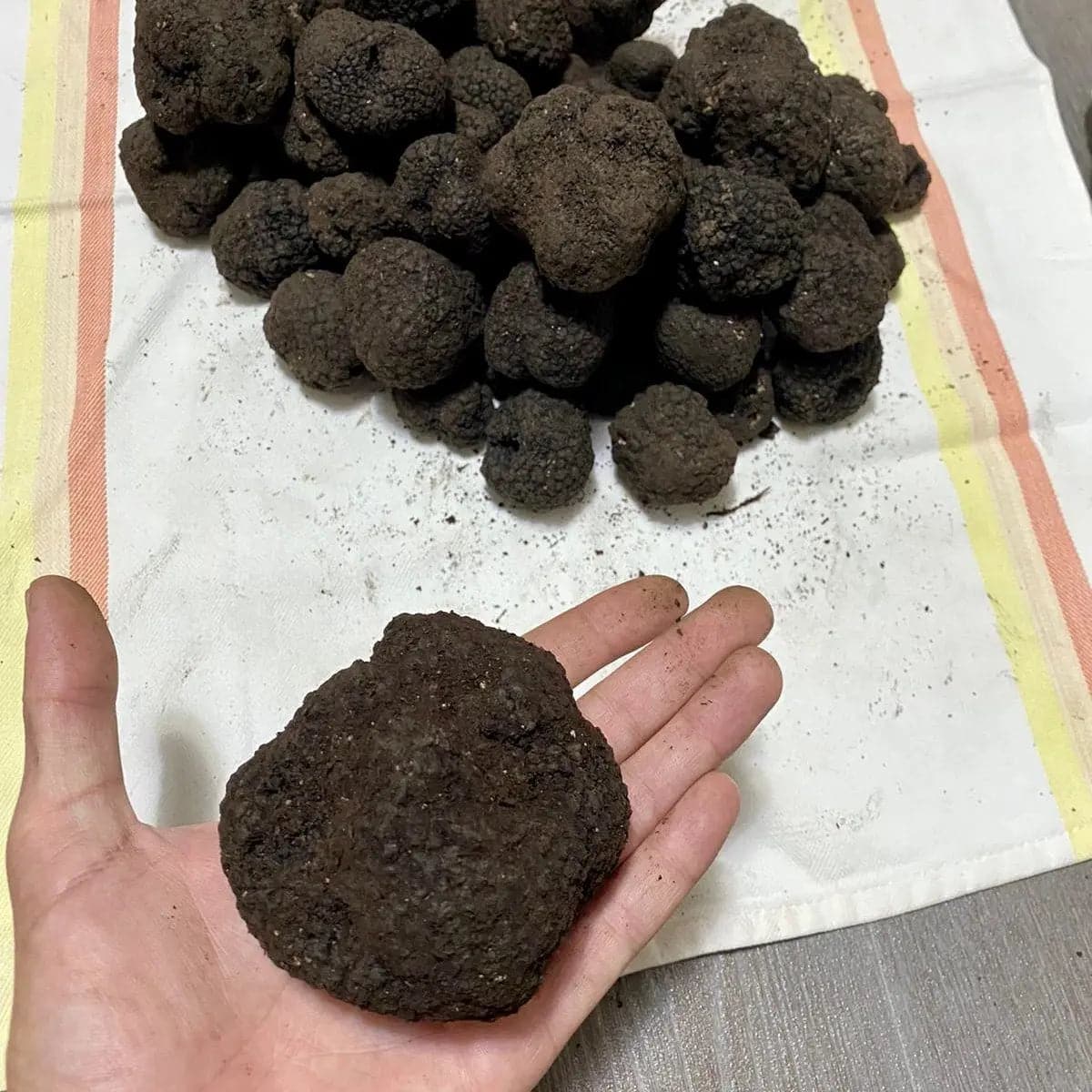 TARTUFO NERO UNCINATO FRESCO (tuber uncinatum Chatin) TifataTartufi